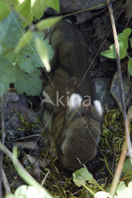 Brown Hare (Lepus europaeus)