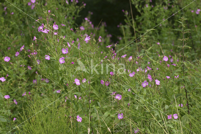 Harig wilgeroosje (Epilobium hirsutum)