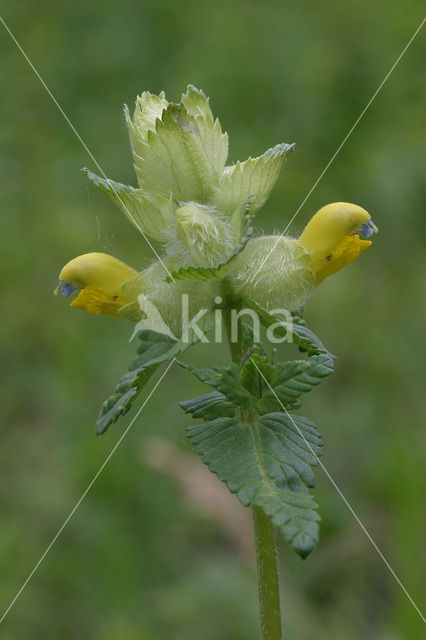 Harige ratelaar (Rhinanthus alectorolophus)