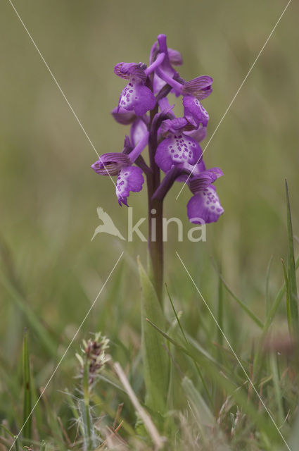 Green-winged Orchid (Anacamptis morio