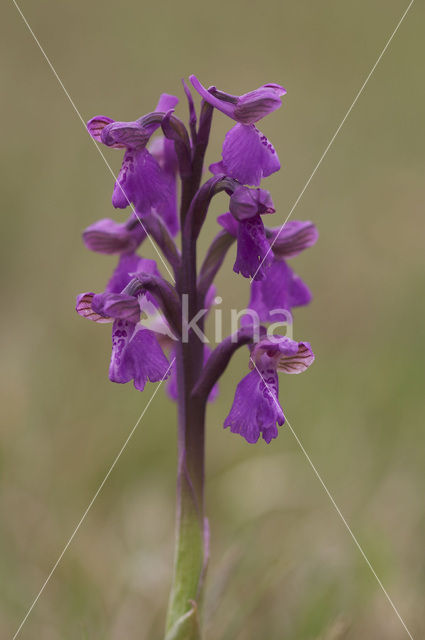 Green-winged Orchid (Anacamptis morio