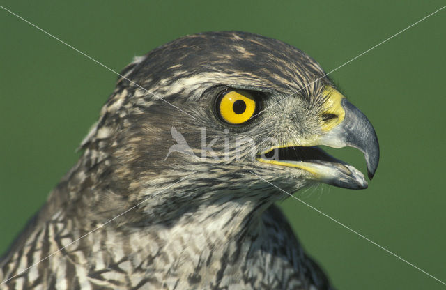 Havik (Accipiter gentilis)