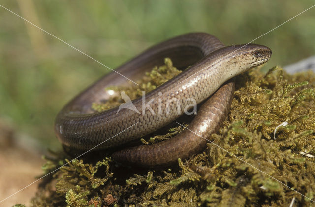 Hazelworm (Anguis fragilis)