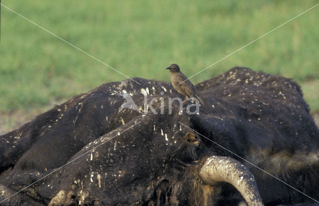 Heck cattle