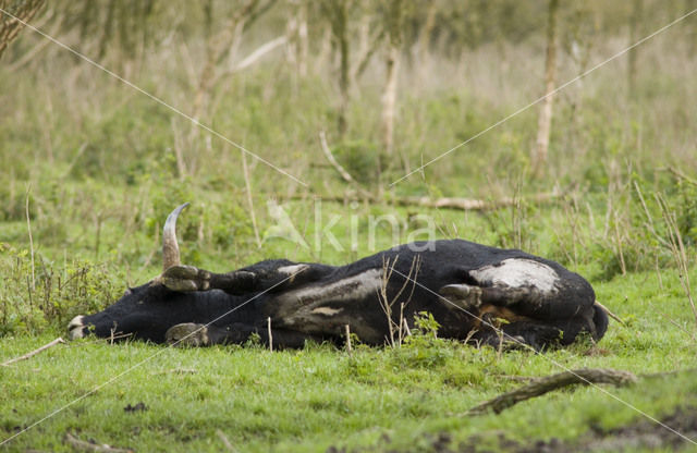 Heckrund (Bos taurus spp)