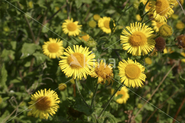 Common Fleabane (Pulicaria dysenterica)