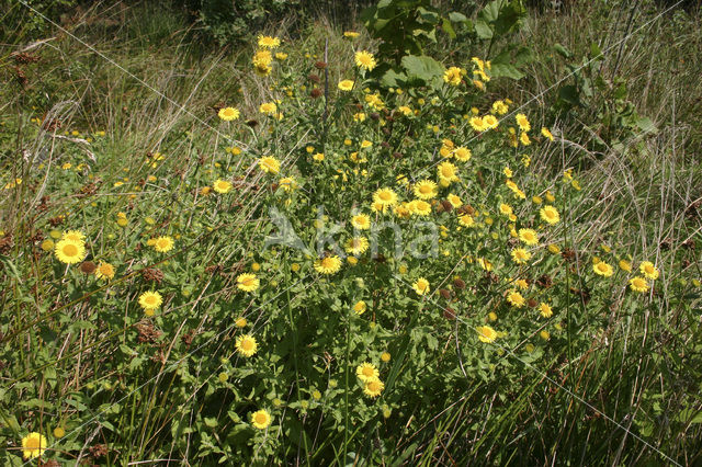 Heelblaadjes (Pulicaria dysenterica)