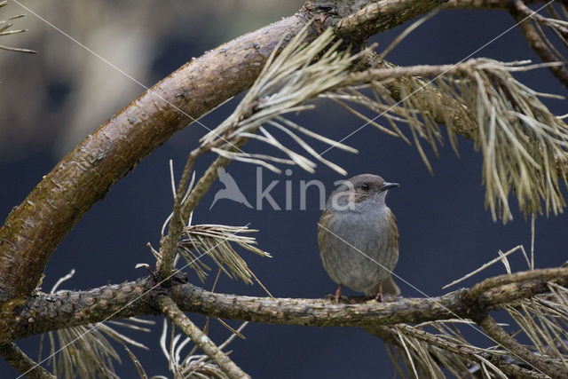 Dunnock