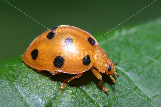 Bryony ladybird (Epilachna argus