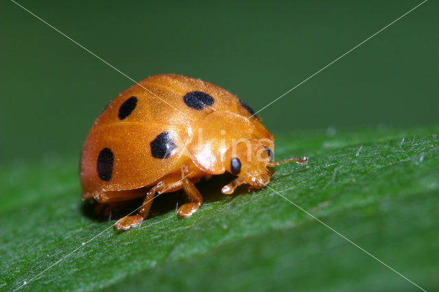 Bryony ladybird (Epilachna argus