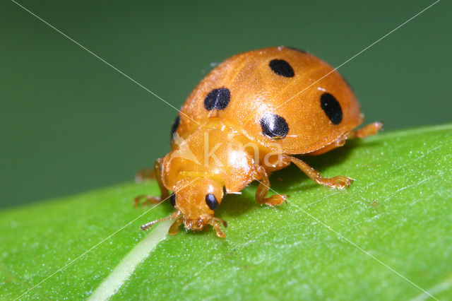 Bryony ladybird (Epilachna argus