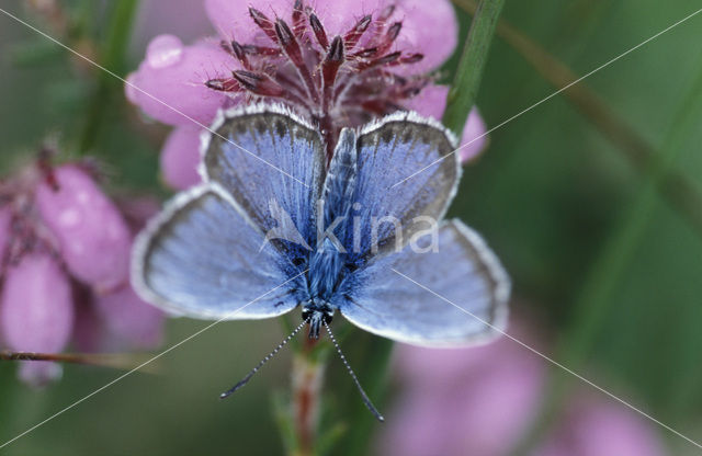 Silver Studded Blue (Plebejus argus)