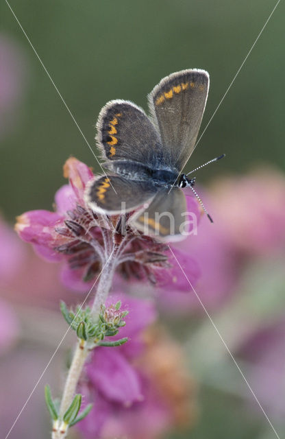 Silver Studded Blue (Plebejus argus)