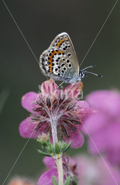 Silver Studded Blue (Plebejus argus)