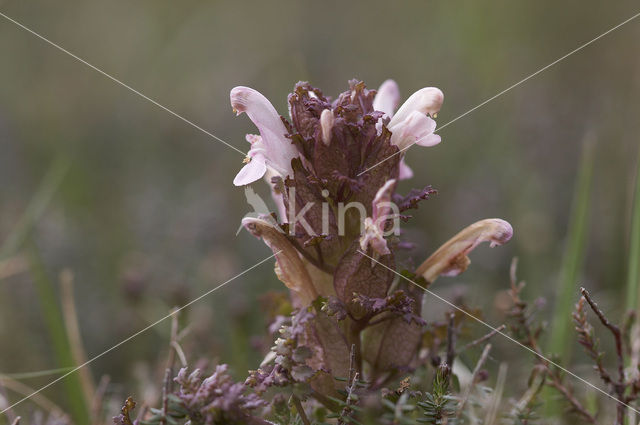 Heidekartelblad (Pedicularis sylvatica)