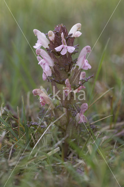 Heidekartelblad (Pedicularis sylvatica)