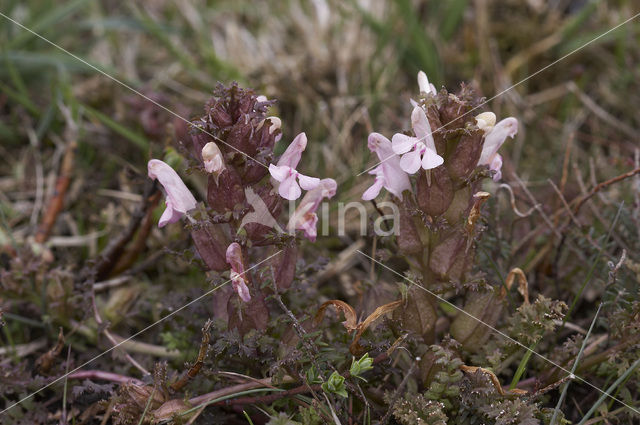 Heidekartelblad (Pedicularis sylvatica)