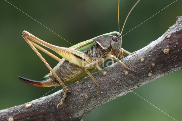 Heidesabelsprinkhaan (Metrioptera brachyptera)