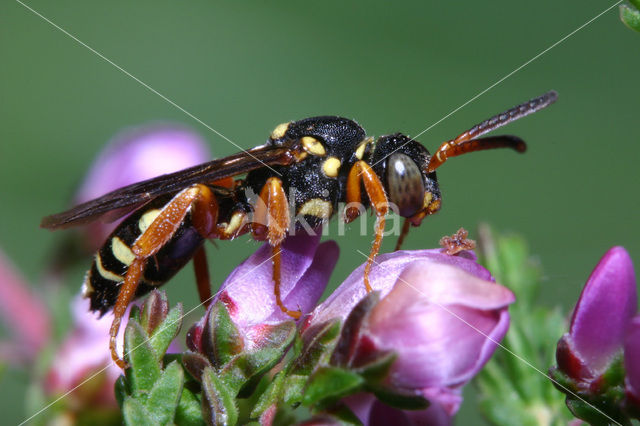 Wasp-bee (Nomada rufipes)