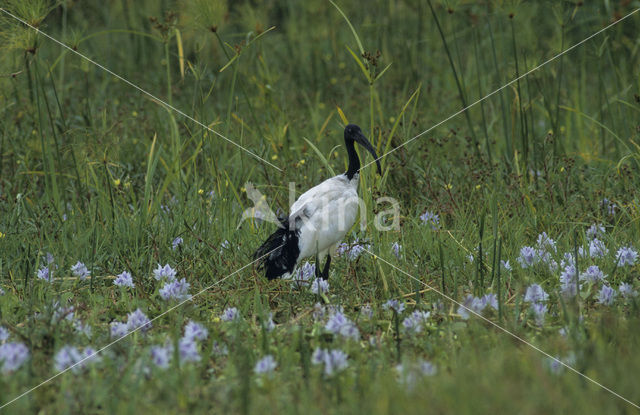 Sacred Ibis (Threskiornis aethiopicus)