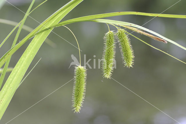 Hoge cyperzegge (Carex pseudocyperus)