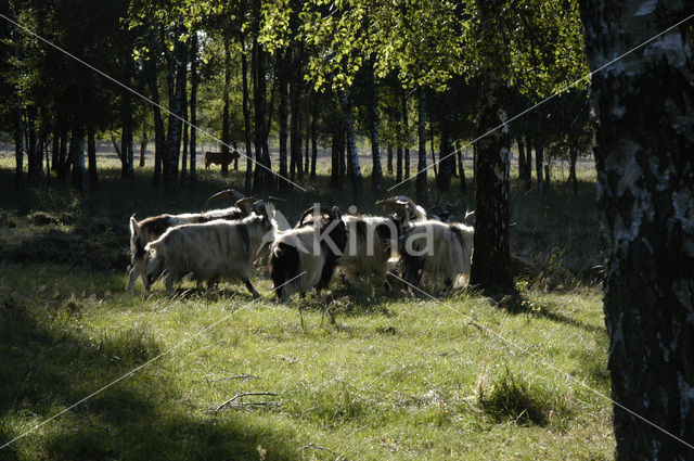 Goat (Capra domesticus)