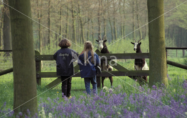 Hollandse landgeit (Capra domesticus)