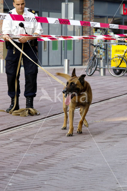 Hond (Canis domesticus)