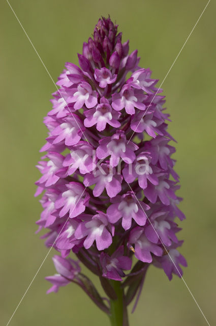 Hondskruid (Anacamptis pyramidalis)