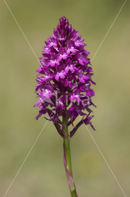 Hondskruid (Anacamptis pyramidalis)