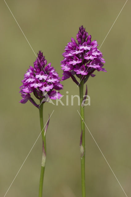 Hondskruid (Anacamptis pyramidalis)