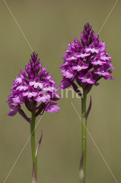 Hondskruid (Anacamptis pyramidalis)