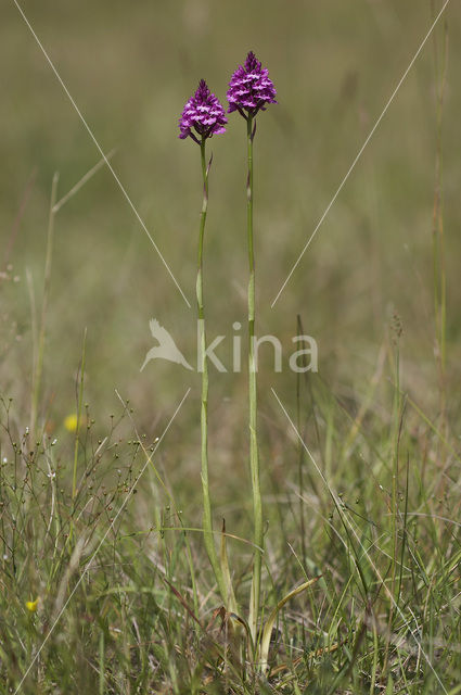 Hondskruid (Anacamptis pyramidalis)