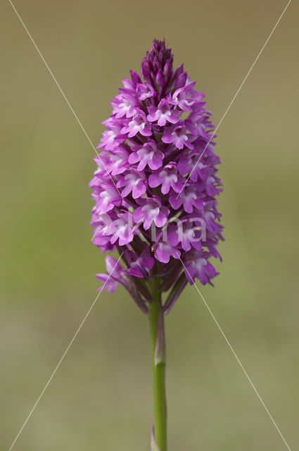 Hondskruid (Anacamptis pyramidalis)