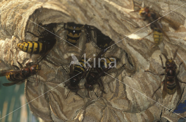 european hornet (Vespa crabro )