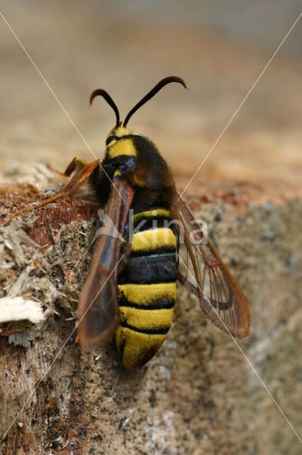 Hornet Moth (Sesia apiformis)