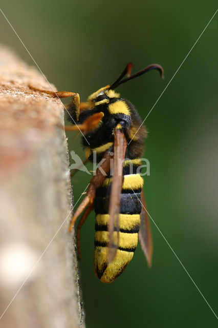 Hoornaarvlinder (Sesia apiformis)