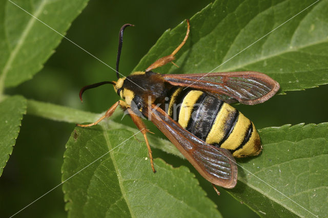 Hoornaarvlinder (Sesia apiformis)