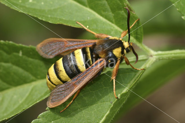 Hoornaarvlinder (Sesia apiformis)