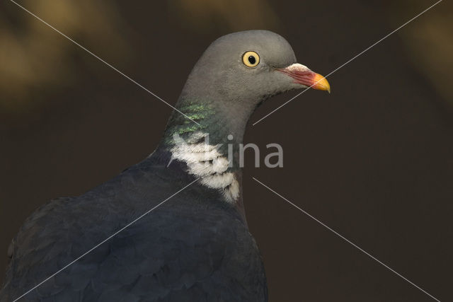 Houtduif (Columba palumbus)