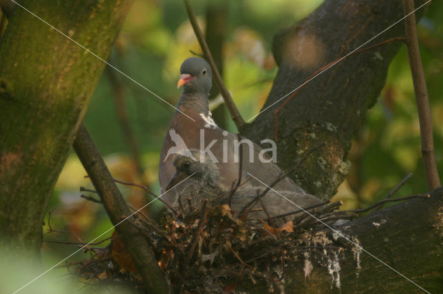 Houtduif (Columba palumbus)