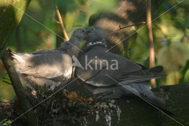 Houtduif (Columba palumbus)