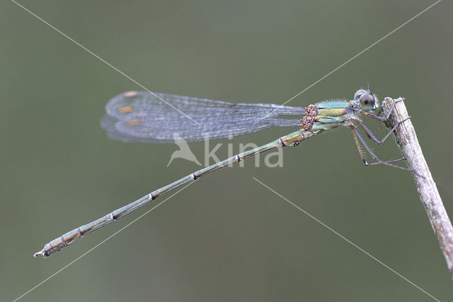 Green Emerald Damselfly (Lestes viridis)