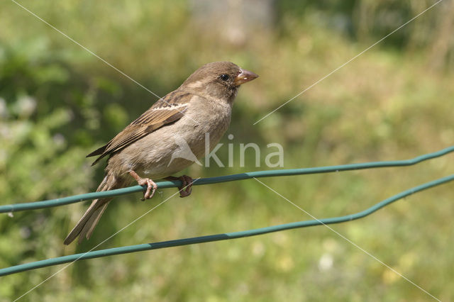 House Sparrow (Passer domesticus)