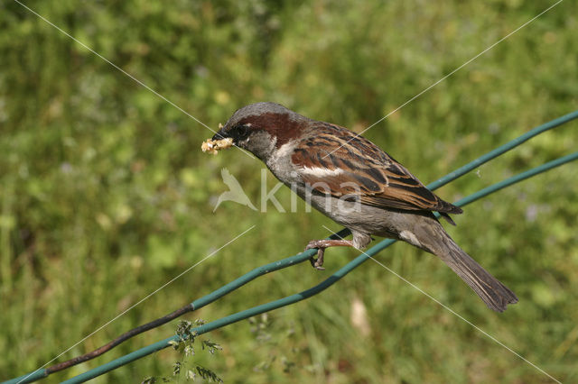 Huismus (Passer domesticus)