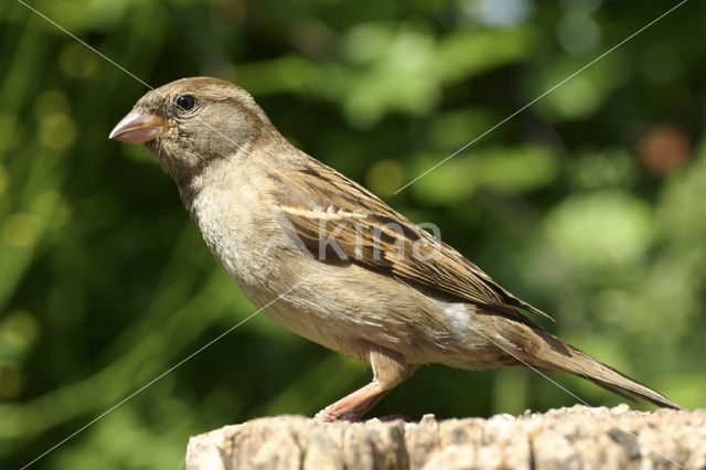 House Sparrow (Passer domesticus)