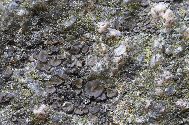 Peppered Rock Tripe (Umbilicaria deusta)