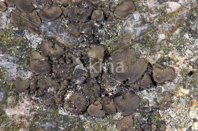 Peppered Rock Tripe (Umbilicaria deusta)
