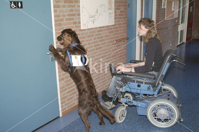 Ierse setter (Canis domesticus)