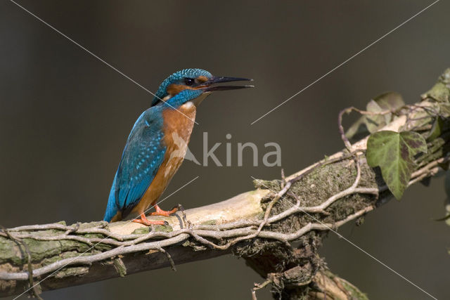 Kingfisher (Alcedo atthis)